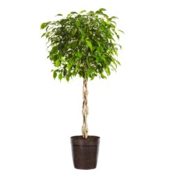 Benjamina Ficus Tree -GreenNest Shop Benjamina Ficus Tree Delilah Brown pot