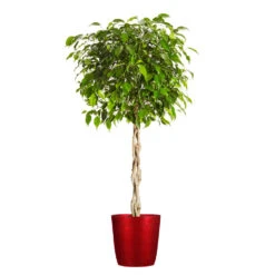 Benjamina Ficus Tree -GreenNest Shop Benjamina Ficus Tree Delilah Red pot