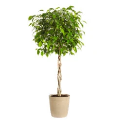 Benjamina Ficus Tree -GreenNest Shop Benjamina Ficus Tree Delilah Tan pot