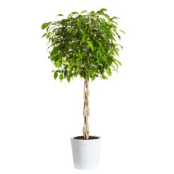 Benjamina Ficus Tree -GreenNest Shop Benjamina Ficus Tree Delilah White pot