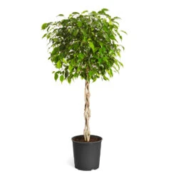 Benjamina Ficus Tree -GreenNest Shop Benjamina Ficus Tree standard pot