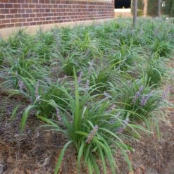 Big Blue Liriope Plant -GreenNest Shop Big Blue Liriope 1