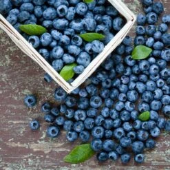 Biloxi Blueberry Bush -GreenNest Shop Biloxi Blueberry 1