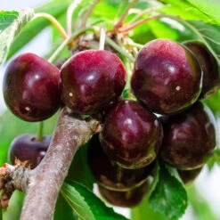Bing Cherry 8 Bing Cherry -GreenNest Shop Bing Cherry Tree 2 BB