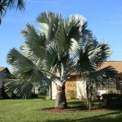Bismarck Palm Tree 10 Bismarck Palm Tree -GreenNest Shop Bismark palm 4 BB