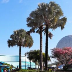 Bismarck Palm Tree 9 Bismarck Palm Tree -GreenNest Shop Bismark palm 7