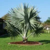 Bismarck Palm Tree 1 Bismarck Palm Tree -GreenNest Shop Bismark palm BB 600x600 ecb3639d d186 436a b107 1179a34db136