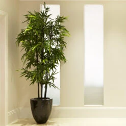 Black Bamboo Plant 11 Black Bamboo Plant -GreenNest Shop Black Bamboo 2