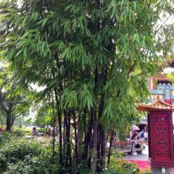 Black Bamboo Plant 9 Black Bamboo Plant -GreenNest Shop Black Bamboo 6 BB