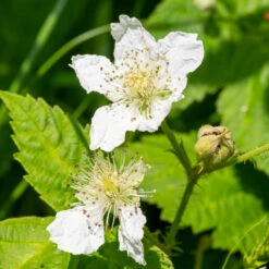 Black Satin Thornless Blackberry -GreenNest Shop Black Satin Blackbery 4