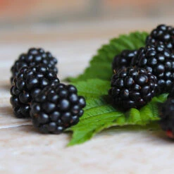 Black Satin Thornless Blackberry -GreenNest Shop Black Satin Blackbery 5