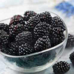 Black Satin Thornless Blackberry -GreenNest Shop Black Satin Blackbery 6 BB