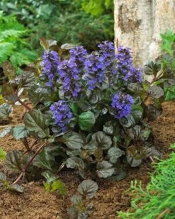 Black Scallop Ajuga Plant -GreenNest Shop Black Scallop Ajuga 400 1