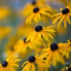 Goldsturm Black-Eyed Susan -GreenNest Shop Black eyed susan BB 600x600 d2bc4e13 0416 4631 a73c f7fdb30ea416