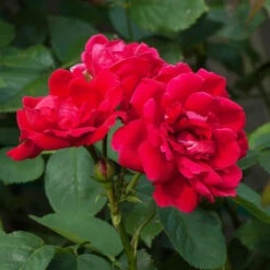 Blaze Improved Climbing Rose 8 Blaze Improved Climbing Rose -GreenNest Shop Blaze Improved Rose 1 BB