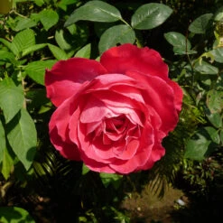 Blaze Improved Climbing Rose 9 Blaze Improved Climbing Rose -GreenNest Shop Blaze Improved Rose 2 BB