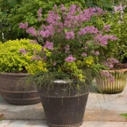 Bloomerang® Purple Reblooming Lilac Shrub 12 Bloomerang® Purple Reblooming Lilac Shrub -GreenNest Shop Bloomerang Lilac Shrub 1