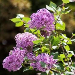 Bloomerang® Purple Reblooming Lilac Shrub 11 Bloomerang® Purple Reblooming Lilac Shrub -GreenNest Shop Bloomerang Lilac Shrub 2
