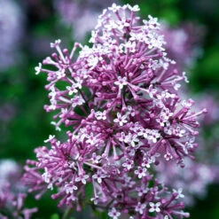 Bloomerang Purple Lilac Tree 8 Bloomerang Purple Lilac Tree -GreenNest Shop Bloomerang Lilac Shrub 4 BB 52479a65 b9ec 42da bf90 46a44dee596f