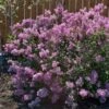 Bloomerang® Purple Reblooming Lilac Shrub 2 Bloomerang® Purple Reblooming Lilac Shrub -GreenNest Shop Bloomerang Lilac Shrub BB 600x600 1c99c1a7 44b0 4e9c 8820 7417ab6414a0