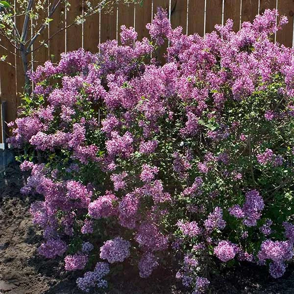 Bloomerang® Purple Reblooming Lilac Shrub 3 Bloomerang® Purple Reblooming Lilac Shrub