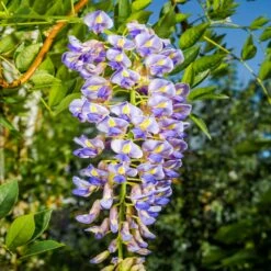 Blue Moon Wisteria Vine 9 Blue Moon Wisteria Vine -GreenNest Shop Blue Moon Wisteris 2