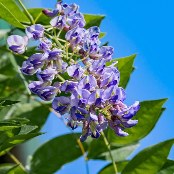 Blue Moon Wisteria Vine 3 Blue Moon Wisteria Vine