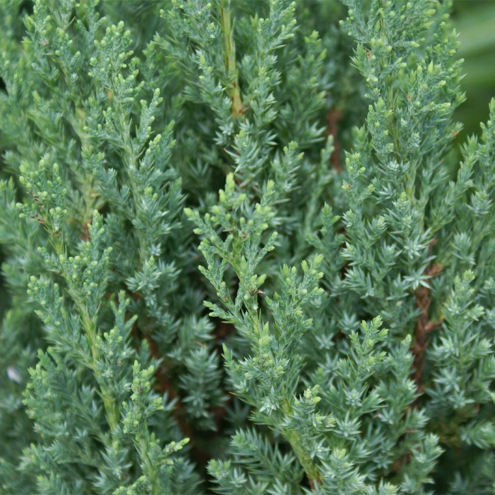 Blue Point Juniper Tree 4 Blue Point Juniper Tree - Image 2