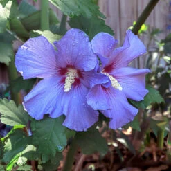 Azurri Blue Satin® Rose Of Sharon Althea Tree -GreenNest Shop Blue Satin Rose Of Sharon Tree 2