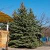 Blue Wonder Spruce Tree -GreenNest Shop Blue Wonder Spruce BB 600x600 a7a22844 7d0c 413a bc54 98037f32e871