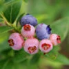 3-in-1 Blueberry Bush 1 3-in-1 Blueberry Bush -GreenNest Shop Blueberry 3in1 600x600 262c71d9 f306 4e4b 9cb6 9ed489508caf