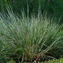 Blues Little Bluestem Grass -GreenNest Shop Bluestem Grass The Blues 4