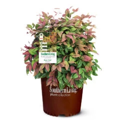 Blush Pink™ Nandina Shrub -GreenNest Shop Blush Pink Nandina 6