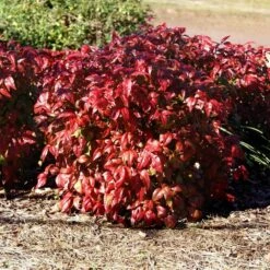 Blush Pink™ Nandina Shrub -GreenNest Shop Blush Pink Nandina BB 1