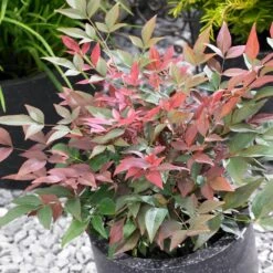 Blush Pink™ Nandina Shrub -GreenNest Shop Blush Pink Nandina BB 4