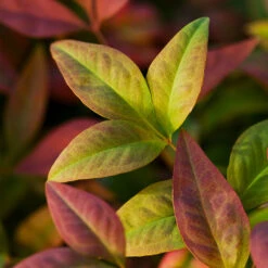 Blush Pink™ Nandina Shrub -GreenNest Shop Blush Pink Nandina BB 6