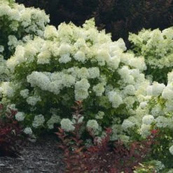 Bobo® Hydrangea Shrub -GreenNest Shop Bobo Hyrangea 3 BB