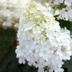 Bobo® Hydrangea Shrub -GreenNest Shop Bobo Hyrangea 5