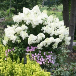 Bobo® Hydrangea Shrub