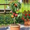 Bonanza Peach Tree -GreenNest Shop Bonfire Peach tree BB 600x600 8e0e5e7f 6998 498f 82c0 34343fa83488