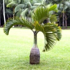 Bottle Palm Tree -GreenNest Shop Bottle Palm 1