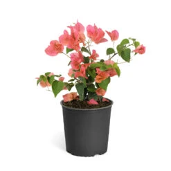 Sundown Orange Bougainvillea -GreenNest Shop Bougainvillea Sundown 6qt 90260a3d ed7a 4c91 bf47 708579dde6ad