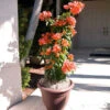 Sundown Orange Bougainvillea 2 Sundown Orange Bougainvillea -GreenNest Shop Bougainvillea Sundown BB 600x600 742c2a64 0469 4905 a578 b9fda646a118