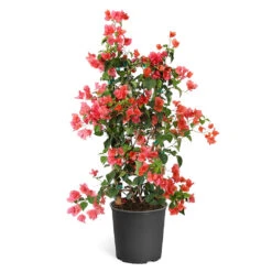 Sundown Orange Bougainvillea -GreenNest Shop Bougainvillea Sundown TR