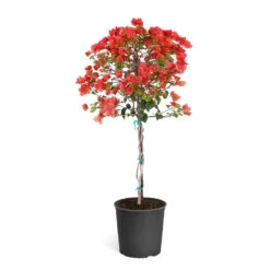 Sundown Orange Bougainvillea -GreenNest Shop Bougainvillea Sundown tree