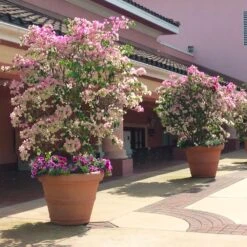 Imperial Thai Delight Bougainvillea -GreenNest Shop Bougainvillea Thai 2