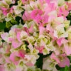 Imperial Thai Delight Bougainvillea -GreenNest Shop Bougainvillea Thai BB 600x600 cc15c640 0b9c 481c bc25 e8ac281cc2e8