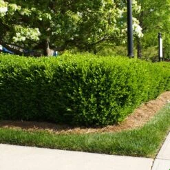 Titan Boxwood Shrub -GreenNest Shop Boxwood Titan 5 BB