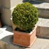 Titan Boxwood Shrub 2 Titan Boxwood Shrub -GreenNest Shop Boxwood Titan BB 600x600 a92b6506 0ac5 4289 beb6 f843d5a4dcc4