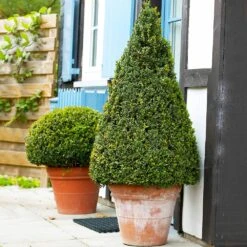 Wintergreen Boxwood Shrub -GreenNest Shop Boxwood Wintergreen 4